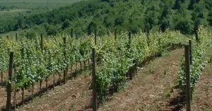 Plantarea butași de struguri în toamnă - soluția corectă și utilă