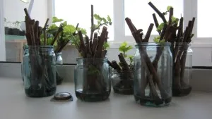 Plantarea de răsaduri de struguri în primăvară, prin butași, chibouks la domiciliu