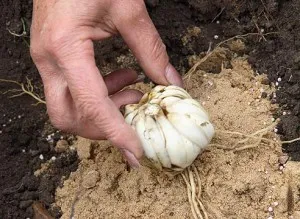 Plantarea de crini de primăvară - care sunt avantajele video de plantare de primăvară (crini) Plantarea de crini de primăvară - care sunt avantajele video de plantare de primăvară