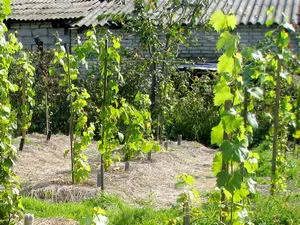 Plantarea butași de struguri și puieți de primăvară (struguri) Plantarea butași de struguri și răsaduri în primăvară