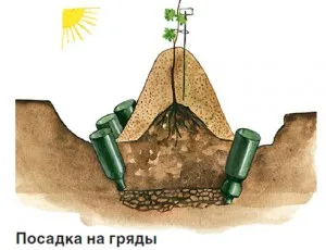 Plantarea butași de struguri și puieți de primăvară (butași) Plantarea butași de struguri și răsaduri în primăvară