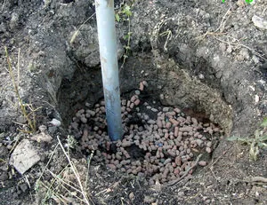 Plantarea butași de struguri și puieți de primăvară (aterizare) Plantarea butași de struguri și răsaduri în primăvară