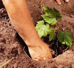 butași de primăvară de plantare de struguri și răsaduri (răsaduri de) Plantarea butași de struguri și răsaduri în primăvară
