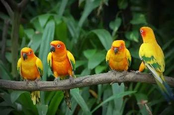 Papagalii, lovebirds în casă