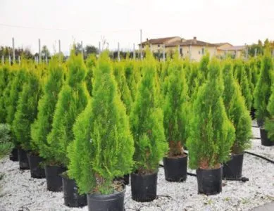 Plantarea și îngrijirea Tusi într-un teren deschis în primăvară acasă decât să se hrănească