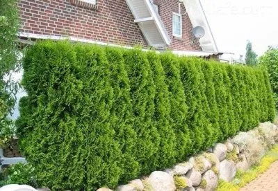 Plantare de primăvară arborvitae și în special de îngrijire pentru ei sfaturi gradinari de master (de primăvară de plantare arborvitae și propagare prin butași) Plantare de primăvară arborvitae și în special de îngrijire pentru ei sfaturi gradinari de master