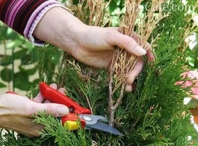 Plantare de primăvară arborvitae și mai ales grija pentru ei grădinari sfaturi de master (în special) Plantare de primăvară arborvitae și în special de îngrijire pentru ei sfaturi gradinari de master