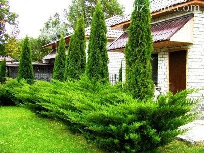 Plantare de primăvară arborvitae și în special de îngrijire pentru ei sfaturi gradinari de master (de primăvară de plantare arborvitae și propagare prin butași) Plantare de primăvară arborvitae și în special de îngrijire pentru ei sfaturi gradinari de master