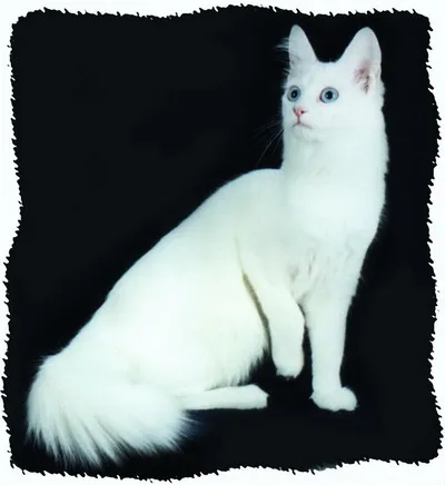 Cat rasa Angora turceasca pret fotografie