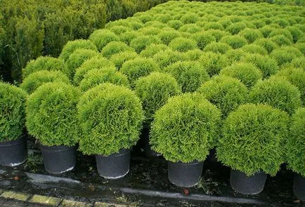 Plantarea și îngrijirea arborvitae în teren deschis udare, fertilizare, tăiere (udare) Plantarea și îngrijirea arborvitae în teren deschis udare, fertilizare, tăierea