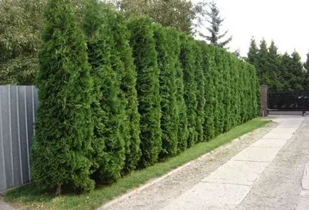 Plantarea și îngrijirea arborvitae în teren deschis udare, fertilizare, tăierea (sol) Plantarea și îngrijirea arborvitae în teren deschis udare, fertilizare, tăierea