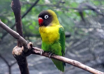 Papagalii lovebirds specii, fotografie, îngrijire și întreținere la domiciliu