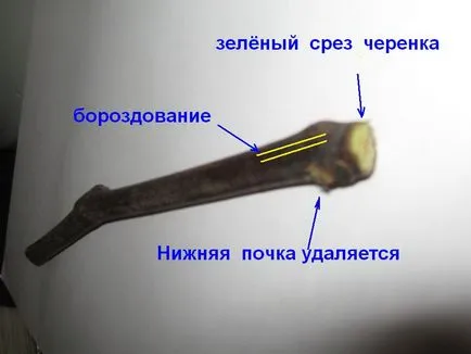Plantarea butași de struguri de la domiciliu - mai multe informații!