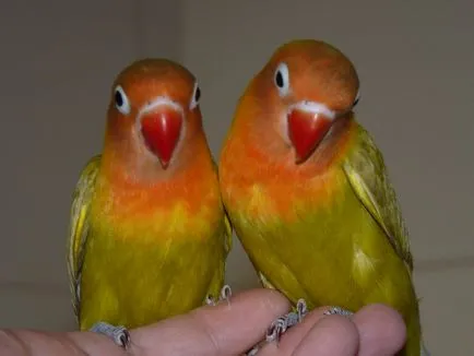 Parrot Lovebird păstrarea, hrănire și reproducere (Lovebird) Parrot Lovebird păstrarea, hrănire și reproducere