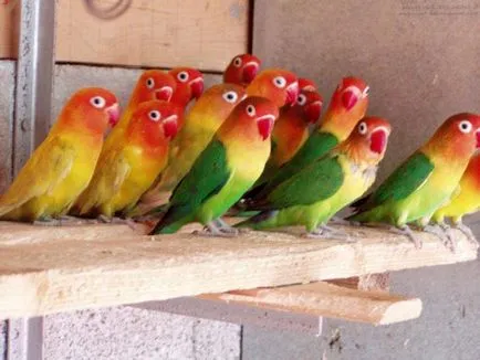 Papagalii, întreținere și îngrijire lovebirds
