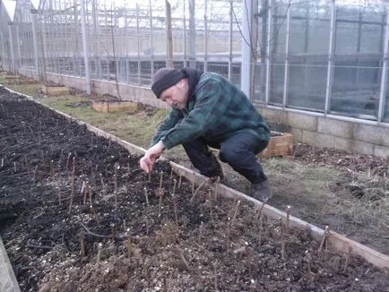 Plantarea butași de struguri de la domiciliu - mai multe informații!