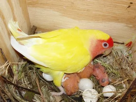 păstrarea papagal Lovebird, hrănire, reproducere (Lovebird fotografie poate fi crescută) Parrot Lovebird păstrarea, hrănire și reproducere