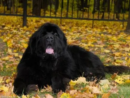 câinii din rasa Terra Nova (scafandru) caracterizarea și descrierea o atenție deosebită