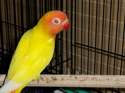 Parrot Lovebird păstrarea, hrănire și reproducere (imagine Lovebird poate) Parrot Lovebird păstrarea, hrănire și reproducere