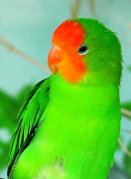 Lovebird păstrarea papagal, hrănire, reproducere (fotografii poate fi crescută) Parrot Lovebird păstrarea, hrănire și reproducere
