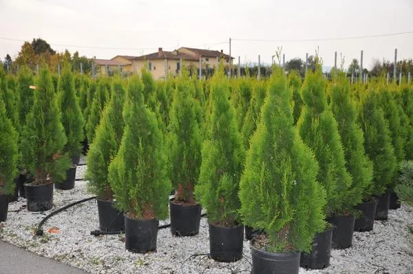 Plantarea și îngrijirea Tusi