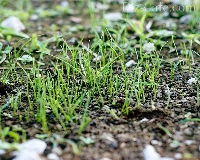 Cum de a planta iarba de gazon