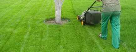 Cum de a planta iarba de gazon