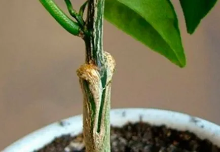 Cum de a planta o lamaie