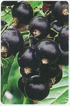 reguli de cultivare coacaza