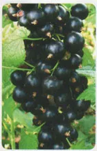 reguli de cultivare coacaza