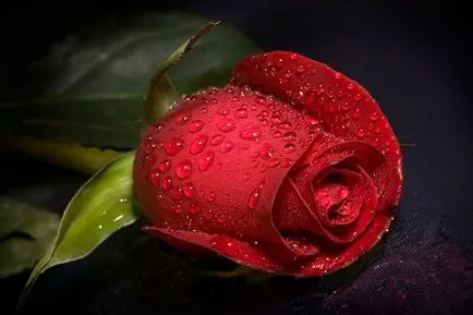 Lovely Rose! Oh, regească, cât de bun ești! Blog este noapte și trei