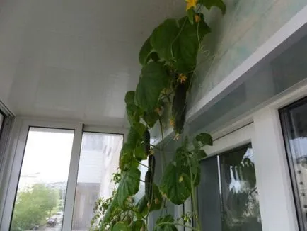 Condiții de castravete în creștere în casa pe pervazul ferestrei și pe balcon