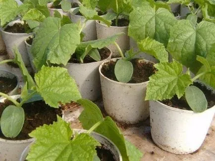 Condiții de castravete în creștere în casa pe pervazul ferestrei și pe balcon