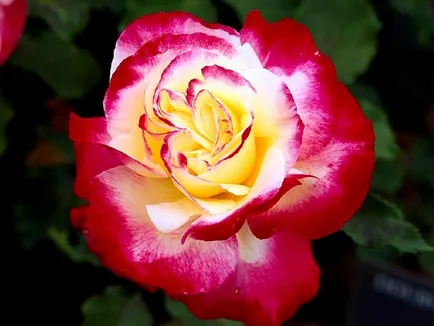 Lovely Rose! Oh, regească, cât de bun ești! Blog este noapte și trei