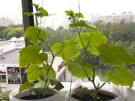 Condiții de castravete în creștere în casa pe pervazul ferestrei și pe balcon