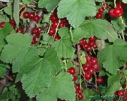 reguli de cultivare coacaza