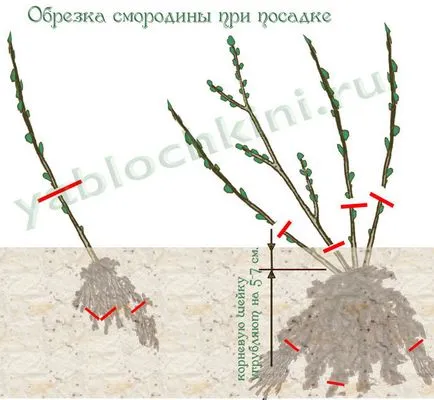 reguli de cultivare coacaza