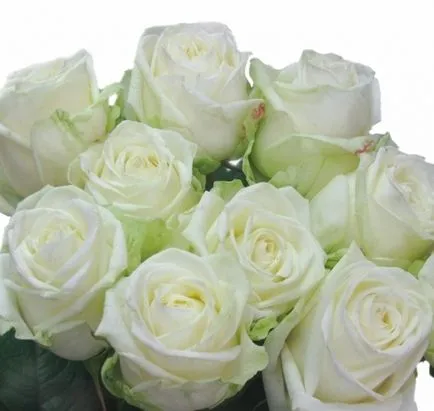 Lovely Rose! Oh, regească, cât de bun ești! Blog este noapte și trei
