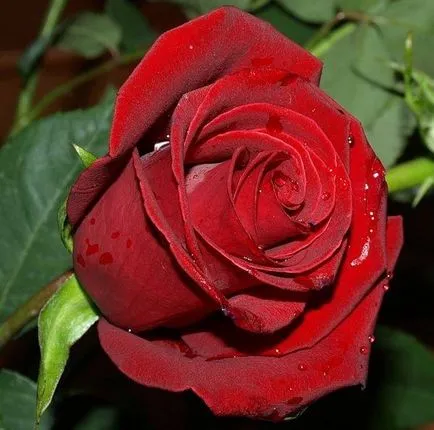 Lovely Rose! Oh, regească, cât de bun ești! Blog este noapte și trei