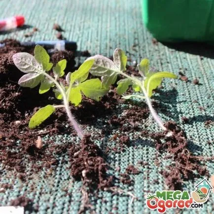 Cultivarea de răsaduri sănătoase de tomate la domiciliu Cultivarea de răsaduri sănătoase de tomate la domiciliu