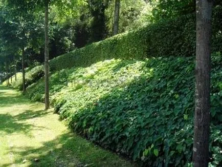 Exemple de amenajare a teritoriului - îmbunătățirea pe panta terasei (Exemple) Exemple de design peisagistic - amenajare terase pe panta