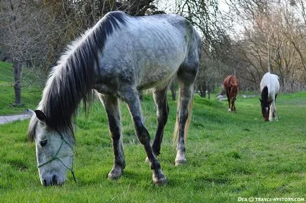 Cinci moduri simple de a îmbunătăți fotografiile (foto) Cinci moduri simple de a îmbunătăți fotografiile