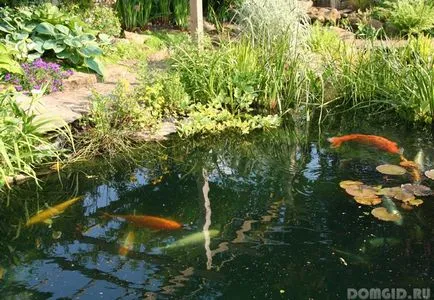 Iaz în grădină, cu propriile sale mâini (lor) Iaz în grădină, cu propriile sale mâini