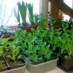 răsaduri de roșii de la site-ul țară de origine (tomate) Răsaduri de la roșii de acasă, cabana de vară