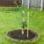 răsaduri de roșii de la site-ul țară de origine (tomate) Răsaduri de la roșii de acasă, cabana de vară