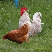 De reproducție găini ouătoare la domiciliu fotografie și video