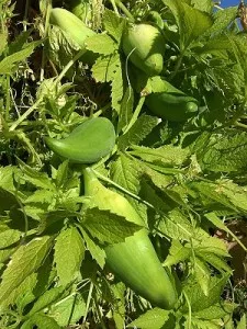 O varietate de castraveți West Indian castraveciori de peste mări, momordica, chayote, trichosanthes, tsiklantera, Takako și (soi) O varietate de castraveți West Indian castraveciori de peste mări, Momordica, chayote, trichosanthes, tsiklantera, Takako și