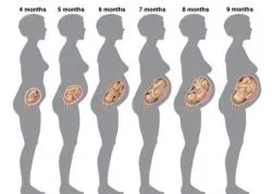 Marimea cerebelului fatului de săptămâni (lungime stânga-dreapta) Dimensiunea cerebelului fetale de saptamana