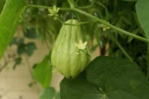 Soiuri de castraveți de peste mări castravecior West Indian, Momordica, Chayotes, trichosanthes, tsiklantera, Takako și (castravecior West Indian) O varietate de castraveți West Indian castraveciori de peste mări, Momordica, chayote, trichosanthes, tsiklantera, Takako și