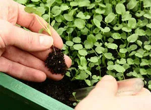 Răsaduri de roșii în plantarea de origine, fertilizarea și protecția împotriva bolilor (tomate) Răsaduri de roșii în plantarea de origine, fertilizare si protectia impotriva bolilor